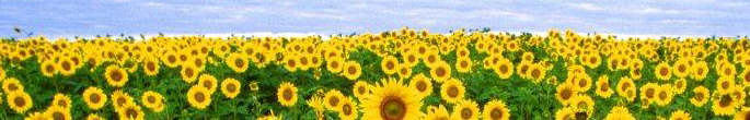 Alice Lesch Kelly header image 3
